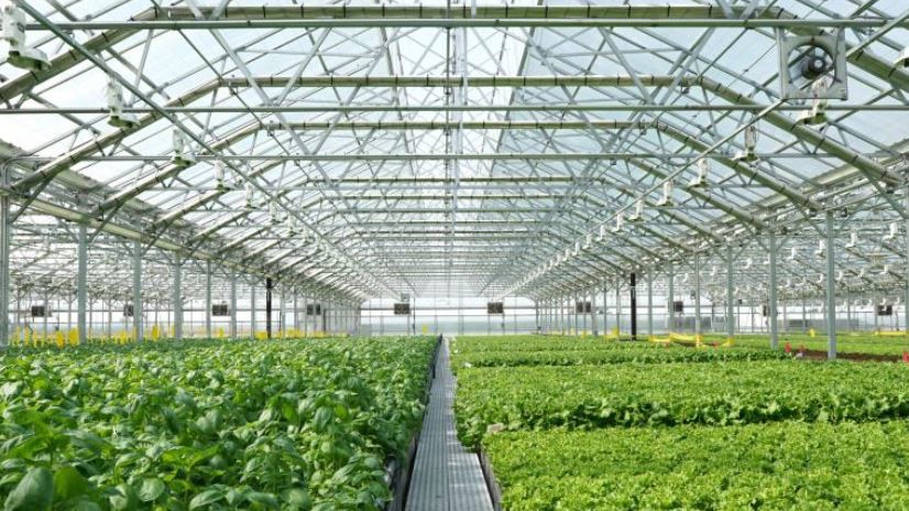 Bright greenhouse interior